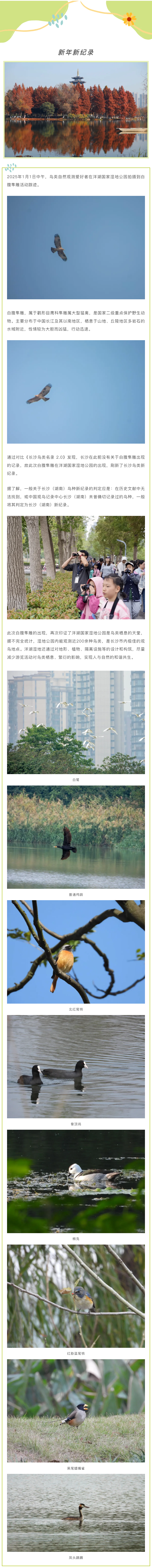 新年新紀錄！洋湖國家濕地公園觀測到白腹隼雕活動，刷新長沙鳥類新紀錄.png